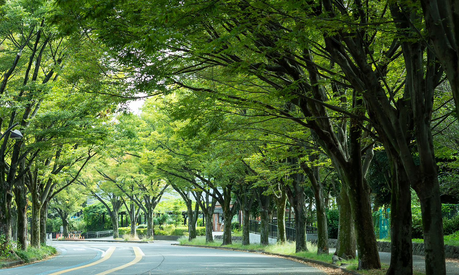 公園内の緑の並木道